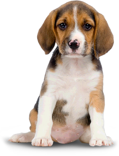 Beagle