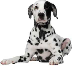 Dalmation