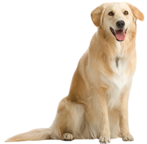 Labrador