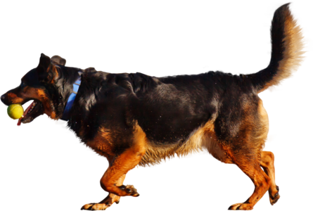 Rottwieler